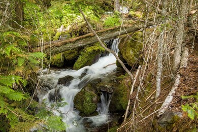 500 Spruce Trail, Bigfork, MT 59911 - photo 2