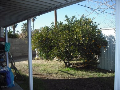 Back yard with citrus tree.