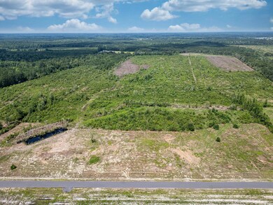 Drone / aerial view of a forest