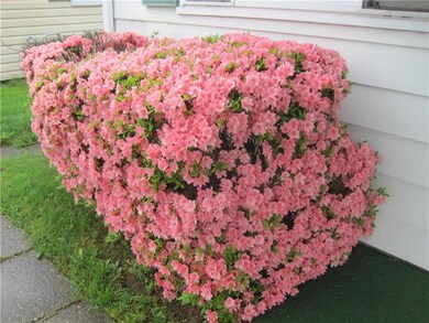 Bush in spring time in front yard