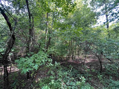 View of local wilderness
