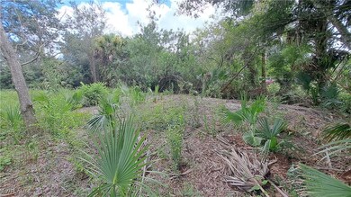 View of local wilderness