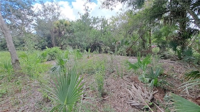 View of local wilderness