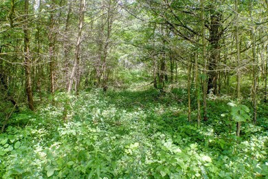 Nice pines on property