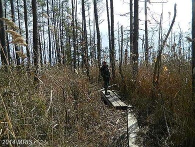 0 St Thomas Church Rd unit 1002939684, Toddville, MD 21672 - photo 2