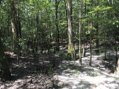 Beauitful Woods