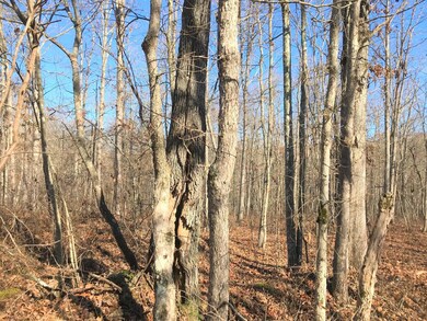 poplar6