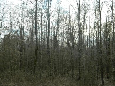 Woods view