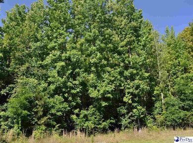 TBD Lots 1-7 Bundy St, Clio, SC 29525 - photo 3