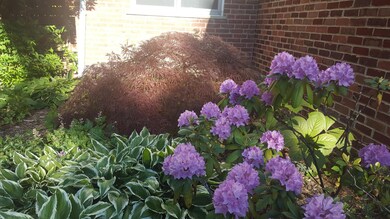 backyard ornamental maple and rhododendr