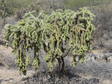 Watch out! It may Jump!