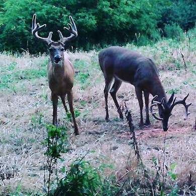 XXX Virgo St NE, North Branch, MN 55056 - photo 6