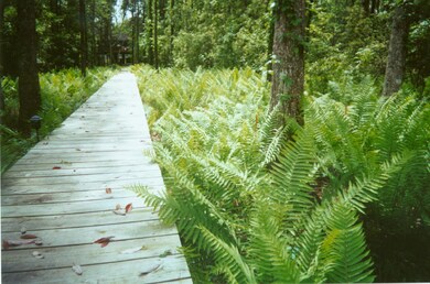 Boardwalk Ferns.JPG