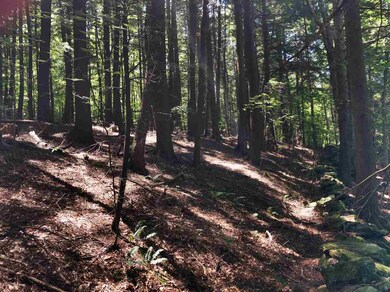 6 Fern Ln, Hanover, NH 03755 - photo 5