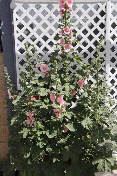 Hollyhocks