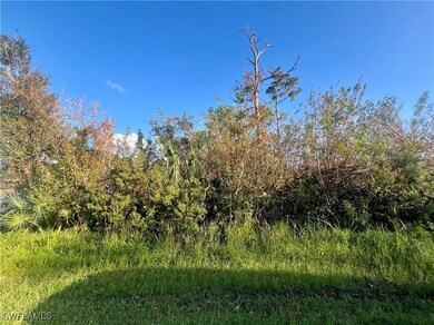 View of local wilderness