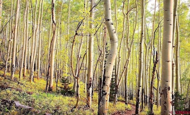 DRR Last Dollar Rd, Telluride, CO 81435 - photo 6