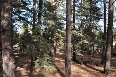 67 County Rd N 1330 Rd unit 7, Greer, AZ 85927 - photo 4