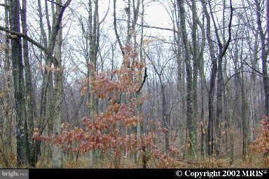 16506 Gaines Rd, Broad Run, VA 20137 - photo 3