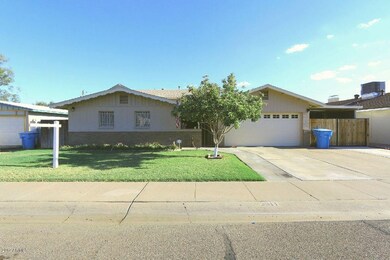 palo verde