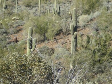 Sahuaros viewed frm homesite ridge to NW