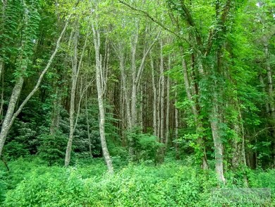 6822 Railroad Grade Rd, Todd, NC 28684 - photo 3