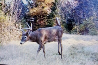 Buck on property trail camera