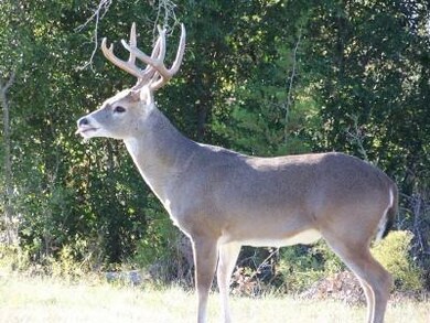 1735 White Bluff Dr, Whitney, TX 76692 - photo 6