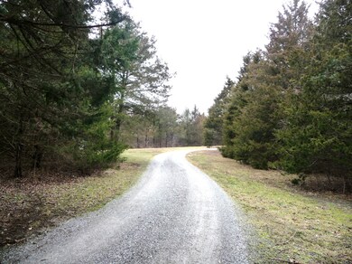 tree lined drive 2