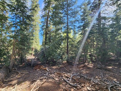 Pines and Aspens