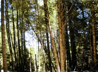 840 Spring Rd, Alderpoint, CA 95511 - photo 3