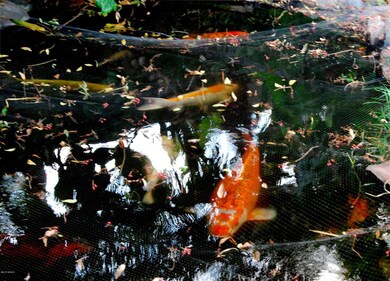 koi
