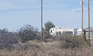 Much wildlife
