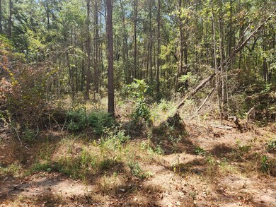 Lot 23 Yellow Poplar Ln, Plantersville, TX 77363 - photo 3