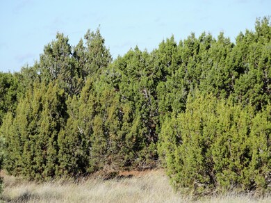 8575 Powells Ln, Show Low, AZ 85901 - photo 5