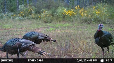 00 Mississippi 9, Bruce, MS 38915 - photo 4