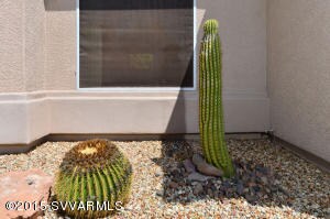 exqusite cacti