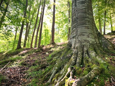 0 3 Island Rd unit RTC2784849, Walling, TN 38587 - photo 2