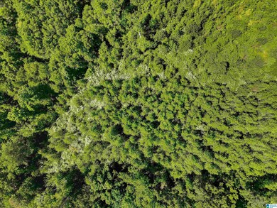 1912 Lay Dam Rd, Clanton, AL 35045 - photo 6