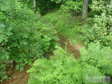 Creek Along Front