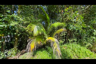 0 Kilika St unit 718096, Keaau, HI 96749 - photo 2