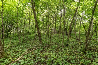 TBD W Point Trail, Richville, MN 56576 - photo 7