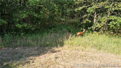 Near lake access in he Forbes Lake of the Ozarks s