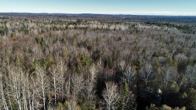 forest-maine-land