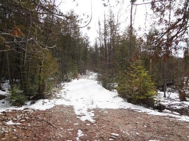 woods1