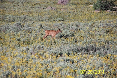 elk calf 7-20-11 004