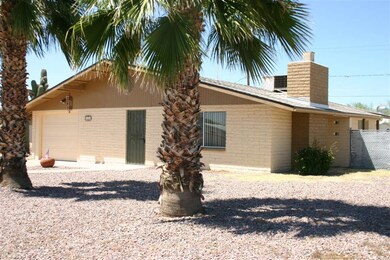 Mature Fan Palms