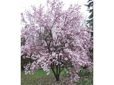 Yard/Garden