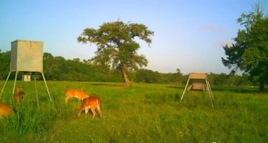 Deer feeding from the feeders
