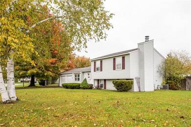 Ash tree dresses up the yard.